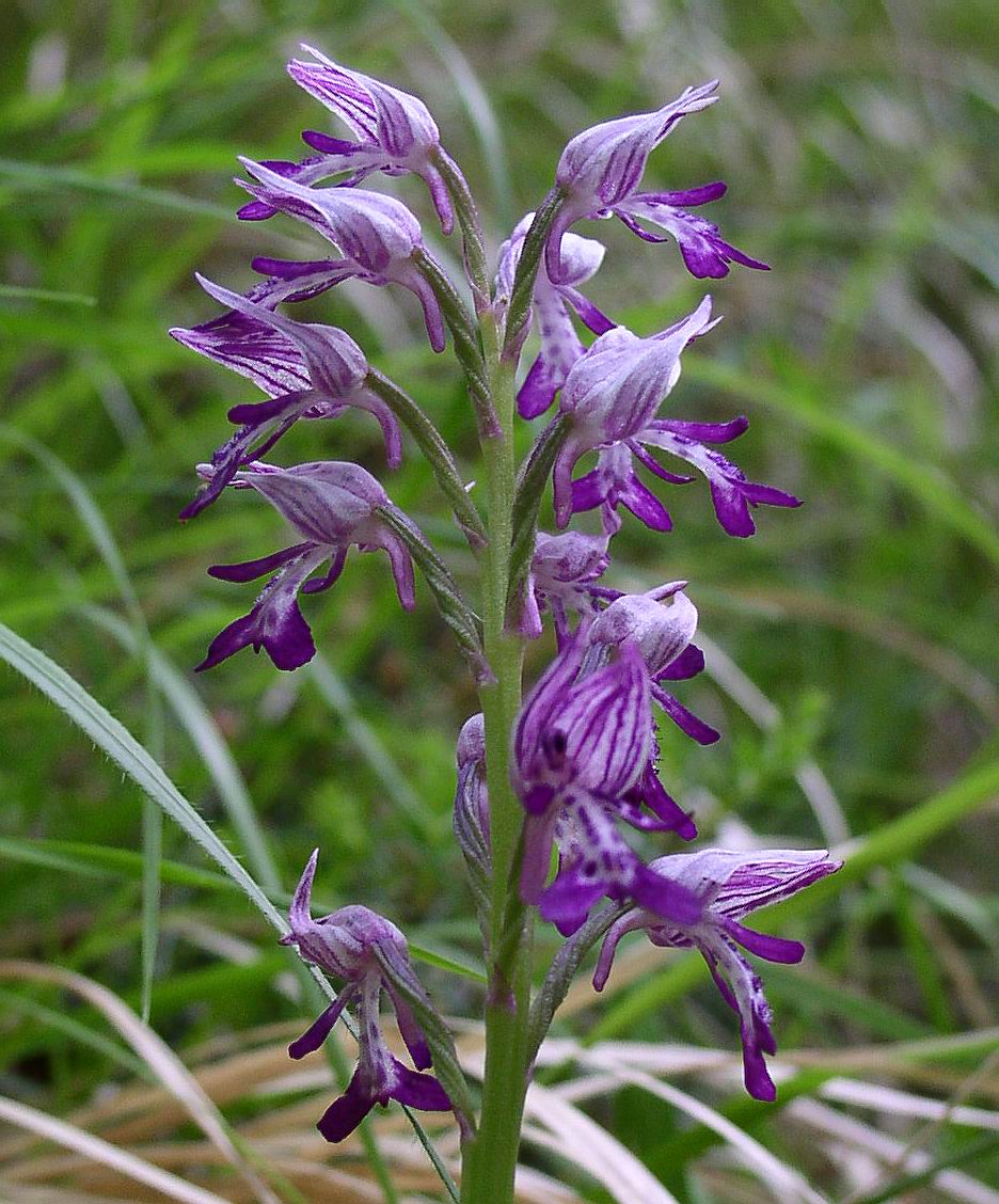 Orchis militaris
